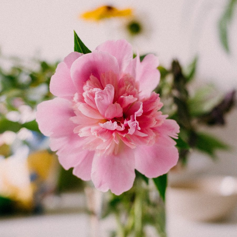 Pink peony in a vase. Authentic home. Interior decoration. Flowers. Pink peony in a vase. Authentic home. Interior decoration. Flowers.